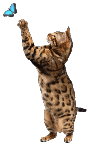 catbutterfly